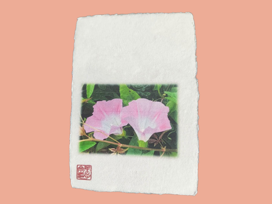 朝顔